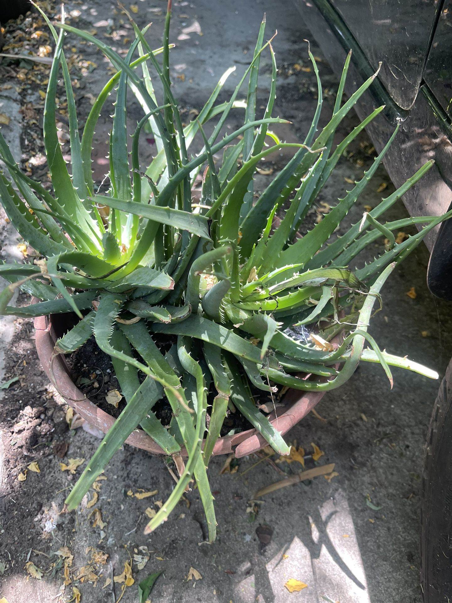 Aloe Vera Plant For Garden $8
