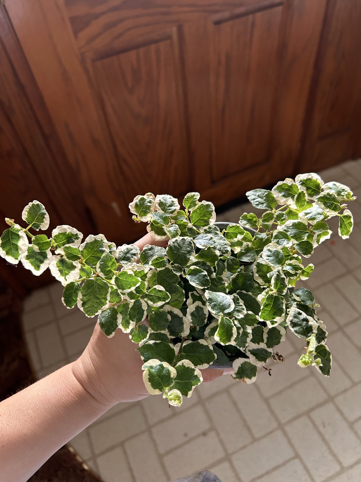 House Plant/ Ficus pumila