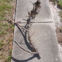 Natural Driftwood 