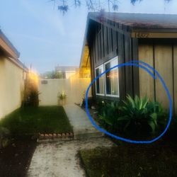 FREE SUCCULENTS - Pick Them Yourselve