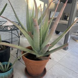Aloe Vera plants 