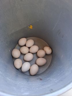 Peacock eggs