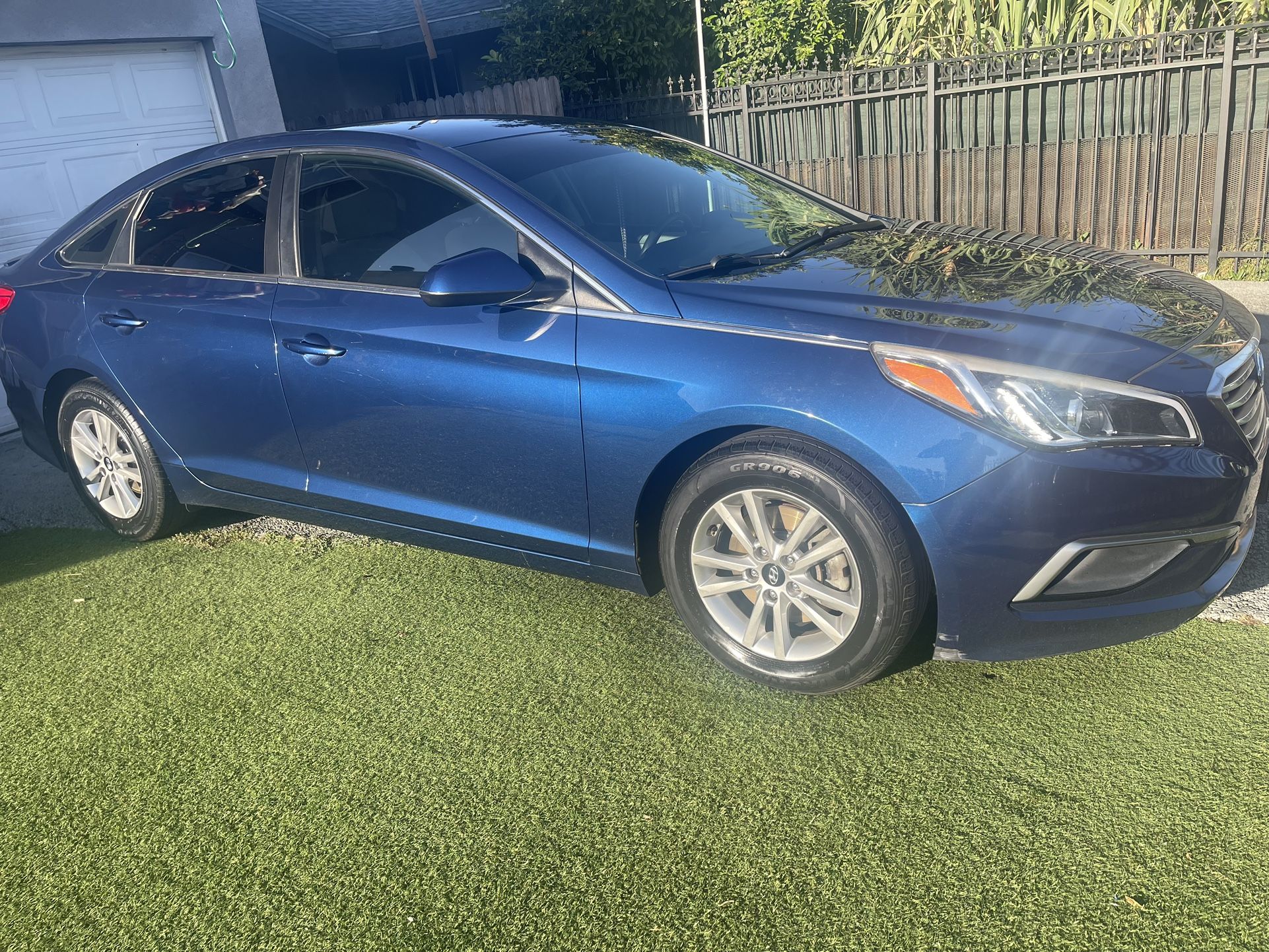 Hyndia sonata