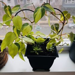 Brasil Philadenron - Heart Shape Arrangement 