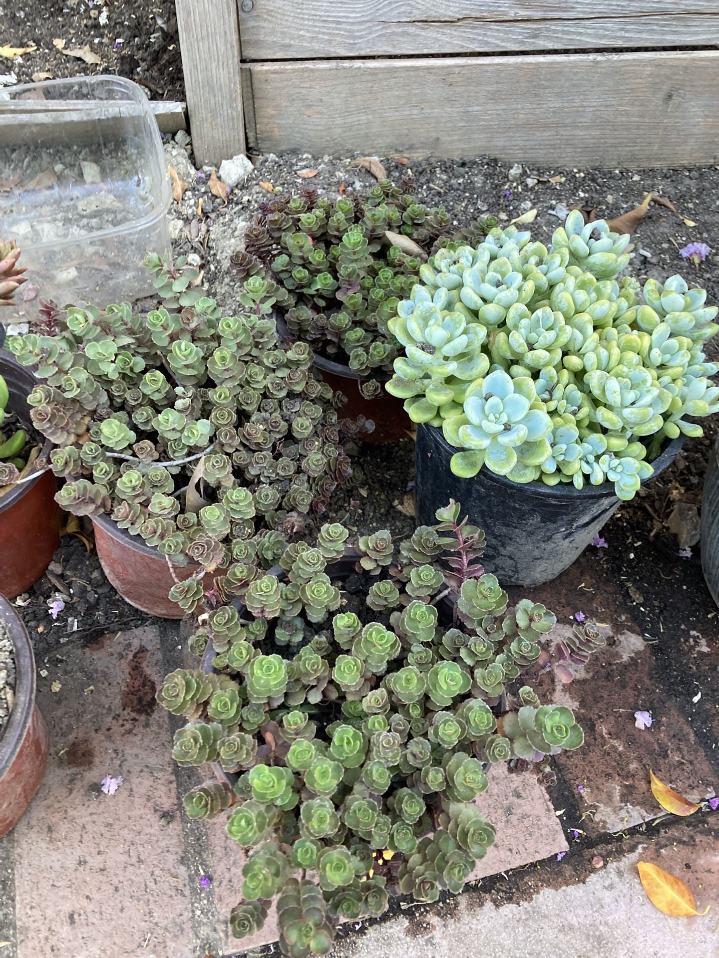 Plants