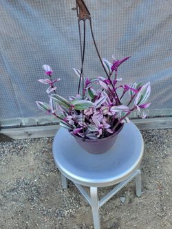 Nanouk Plant 8" Nursery Pot