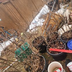 Hydrangea, David Austin Rose, Terracotta Pots