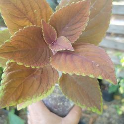 Coleus Plants 5 Dollars Each 