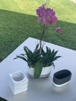 Orchid