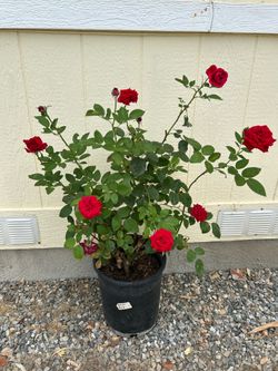 Red Rose plant in 5 gl.