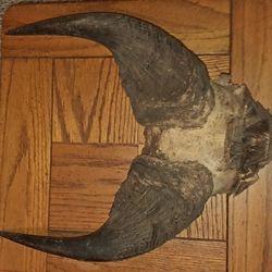 Antique Water Buffalo Horns 18 Inches