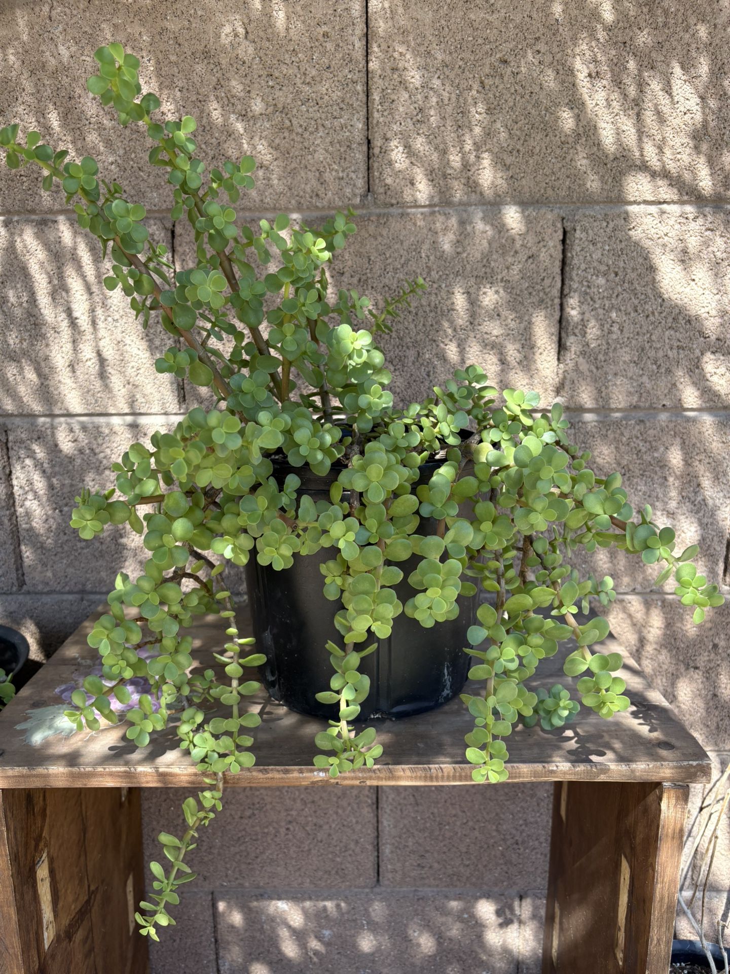 Elephant Bush Suculent