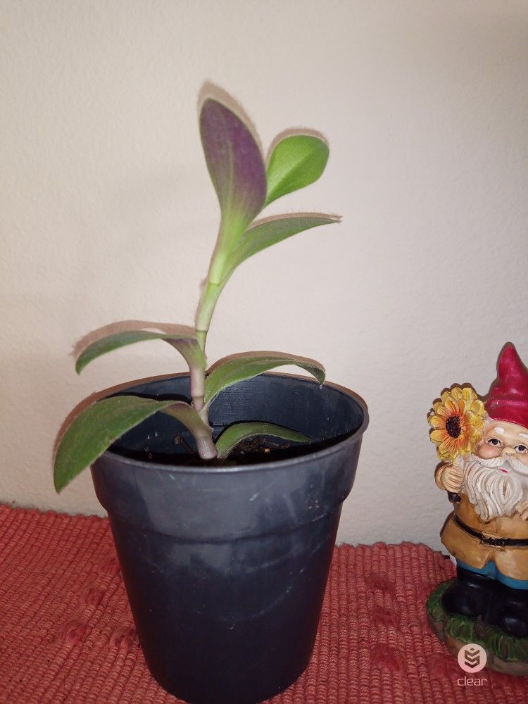 Cobweb Spiderwort -  Wandering Jew Tradescantia Sillamontana