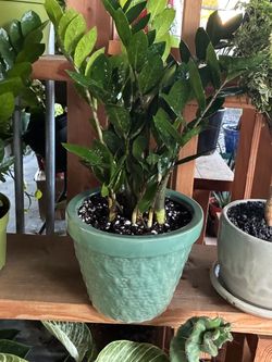 Zz plants in 8” ceramic pot