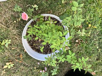 Brenda's Dream Rose in 16" Pot – Blooming – $10
