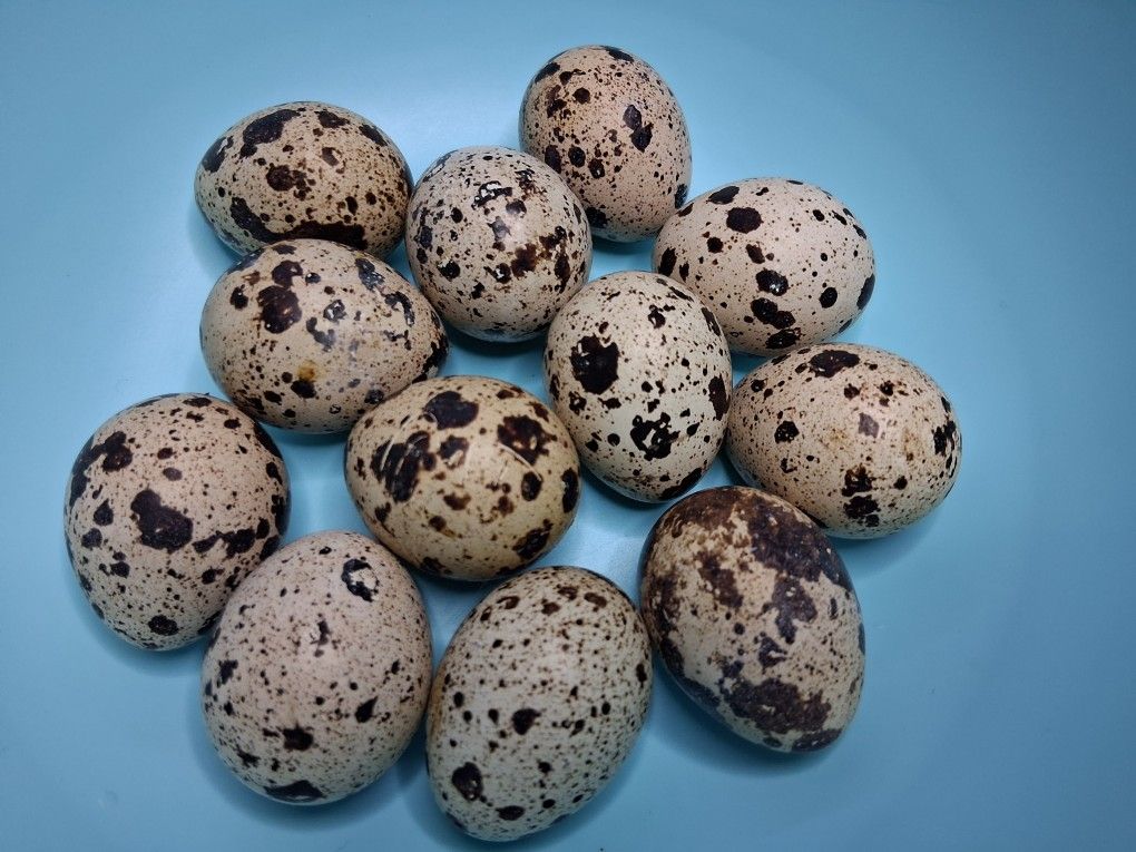 Coturnix Quail Eggs Fresh