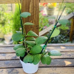 Live indoor Hoya Kerrii Sweetheartplant in a hanging plastic planter pot—firm price