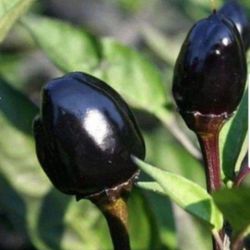 💯 Organic Well Rooted Olive Plant 