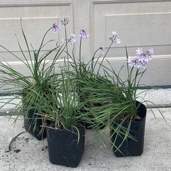 4 POTS Purple Flower Society Garlic Plants 