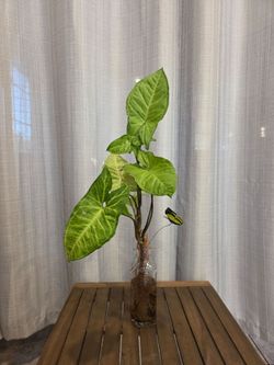 Syngonium Podophyllum Live Plant in Water