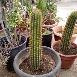 California Cactus In A Pot $12