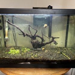 20 Gallon Fish Tank