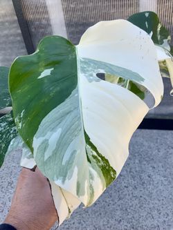 Monstera Borsigiana Albo