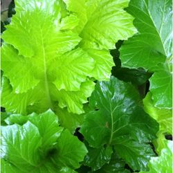 Golden Acanthus - 5-gallon pot