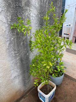 Pomegranate plant