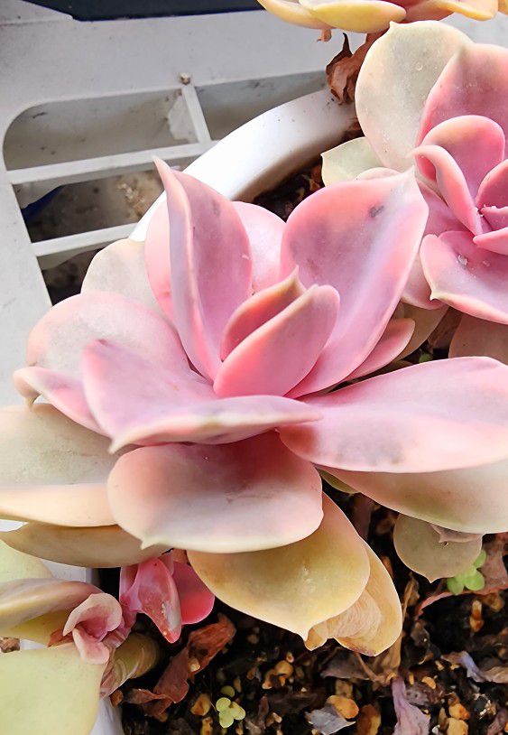 Succulents Plants Variegated Echeveria Pick Up In Upland 