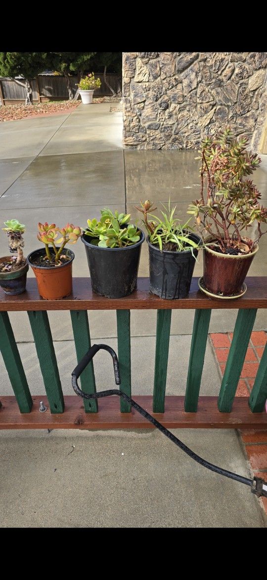 Plants