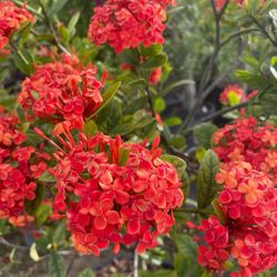 Sale! Ixora Tree $85.00