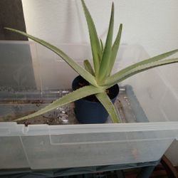 Aloevera Plant Rescued 🪴 