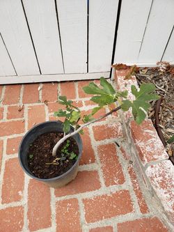 Organic Fig Tree