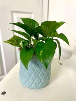 Pathos plant 🪴