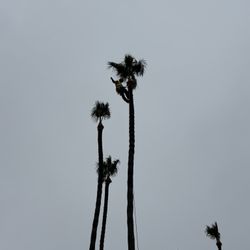 Palm Tree