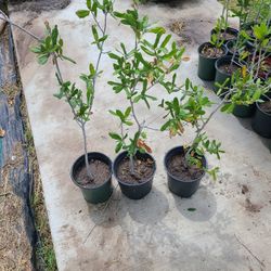 Live Oak Trees 1gallon 2ft Tall 