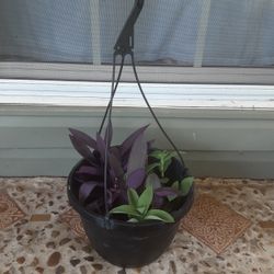 Mix Hanging Plants 