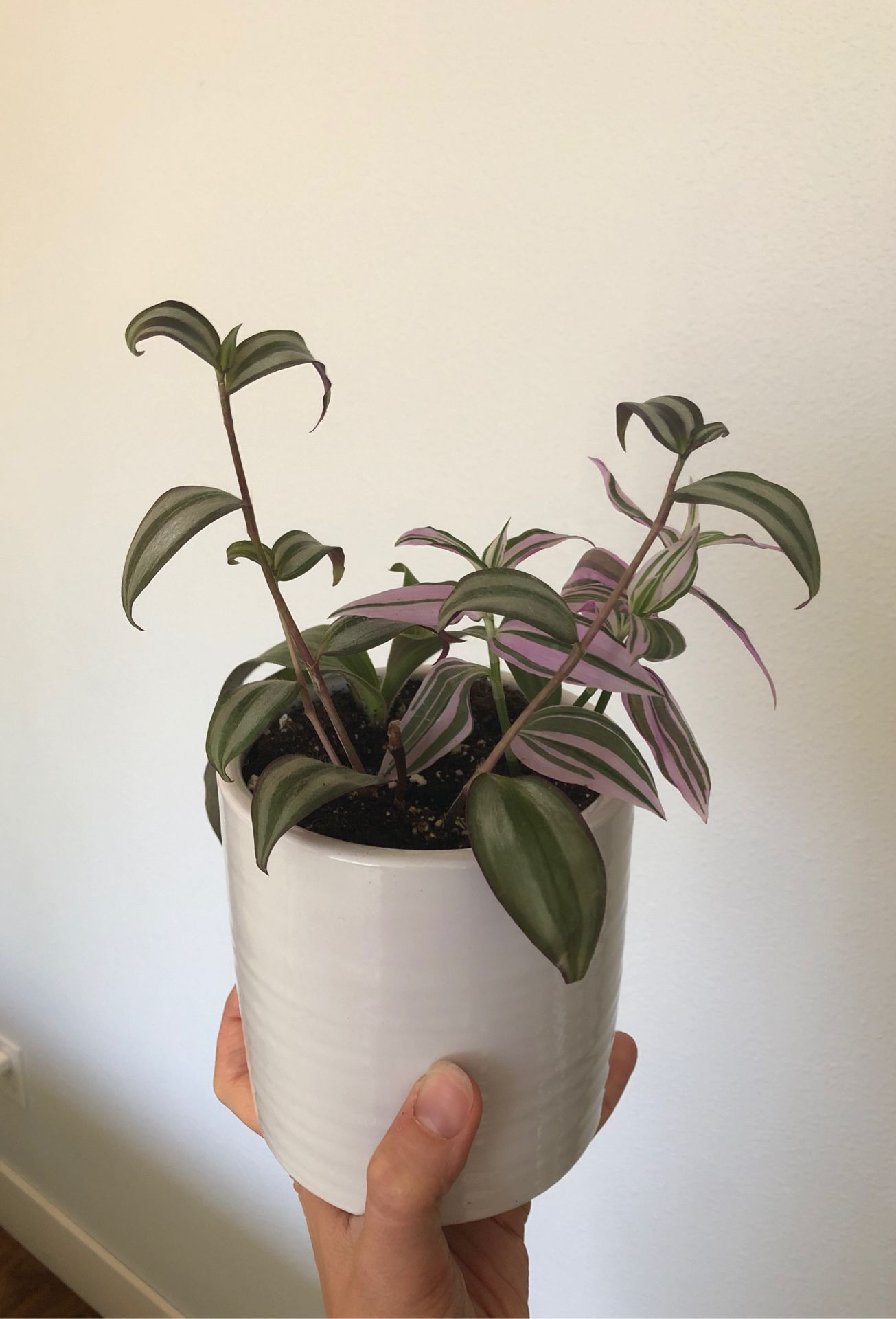 Tradescantia plants Wandering Jew in a large ceramic pot