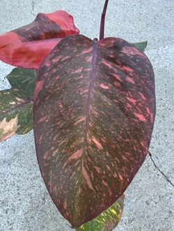 Philodendron Orange Princess Galaxy marble variegated