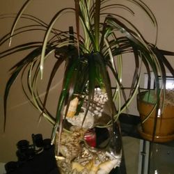 Live plant and Fish Vase