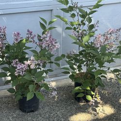 Dwarf Korean Lilac Shrub Fragrant Just Start Blooming