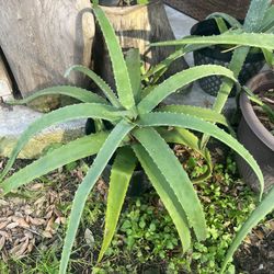 Plants ( Aloe Vera )