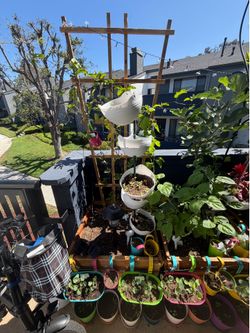 Awesome plants for sale