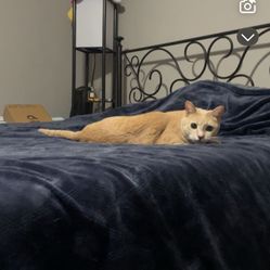 Iron Queen Bed Frame