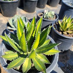 Agave