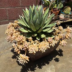 Agave With Succulents 
