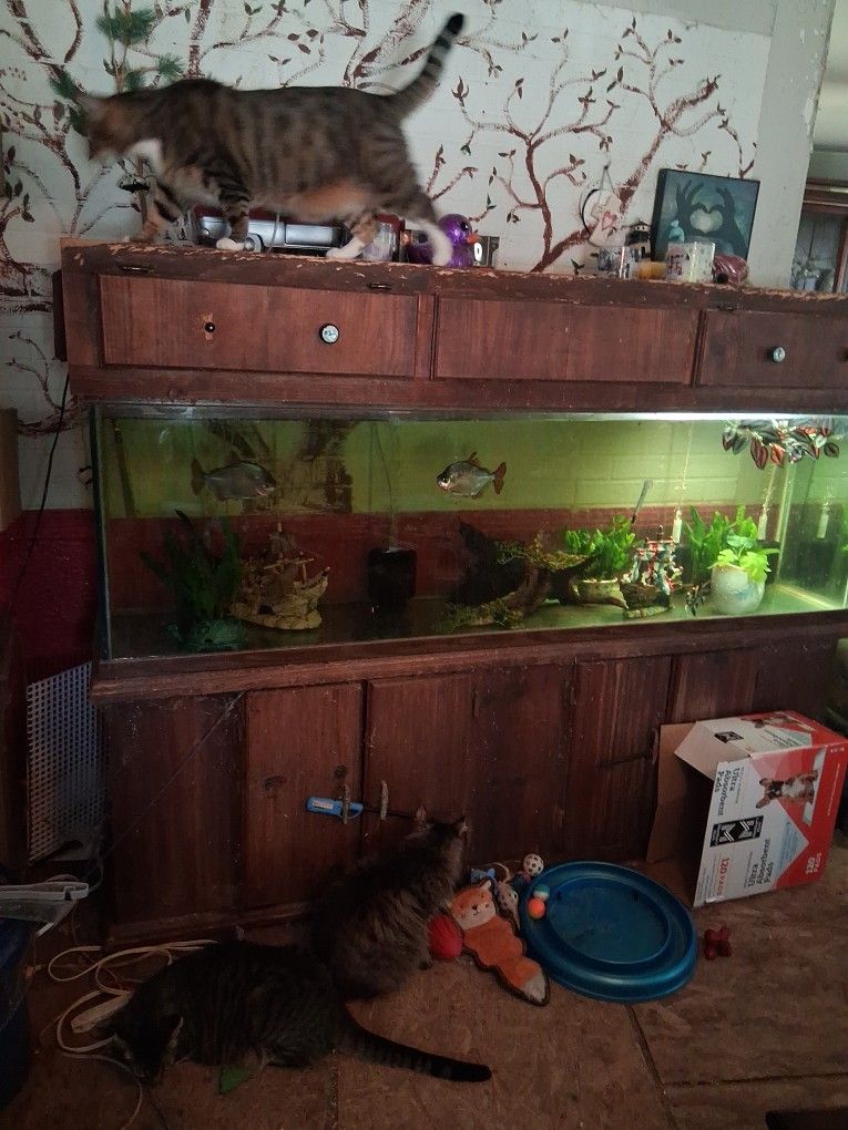 125 Gallon Fresh Water Aquarium