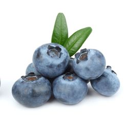 Blueberry Plant – A Burst of Backyard Magic!  Blueberry Plant Tiny Berries, Big Wonder  Turn your garden into a storybook with the enchanting Blueberr