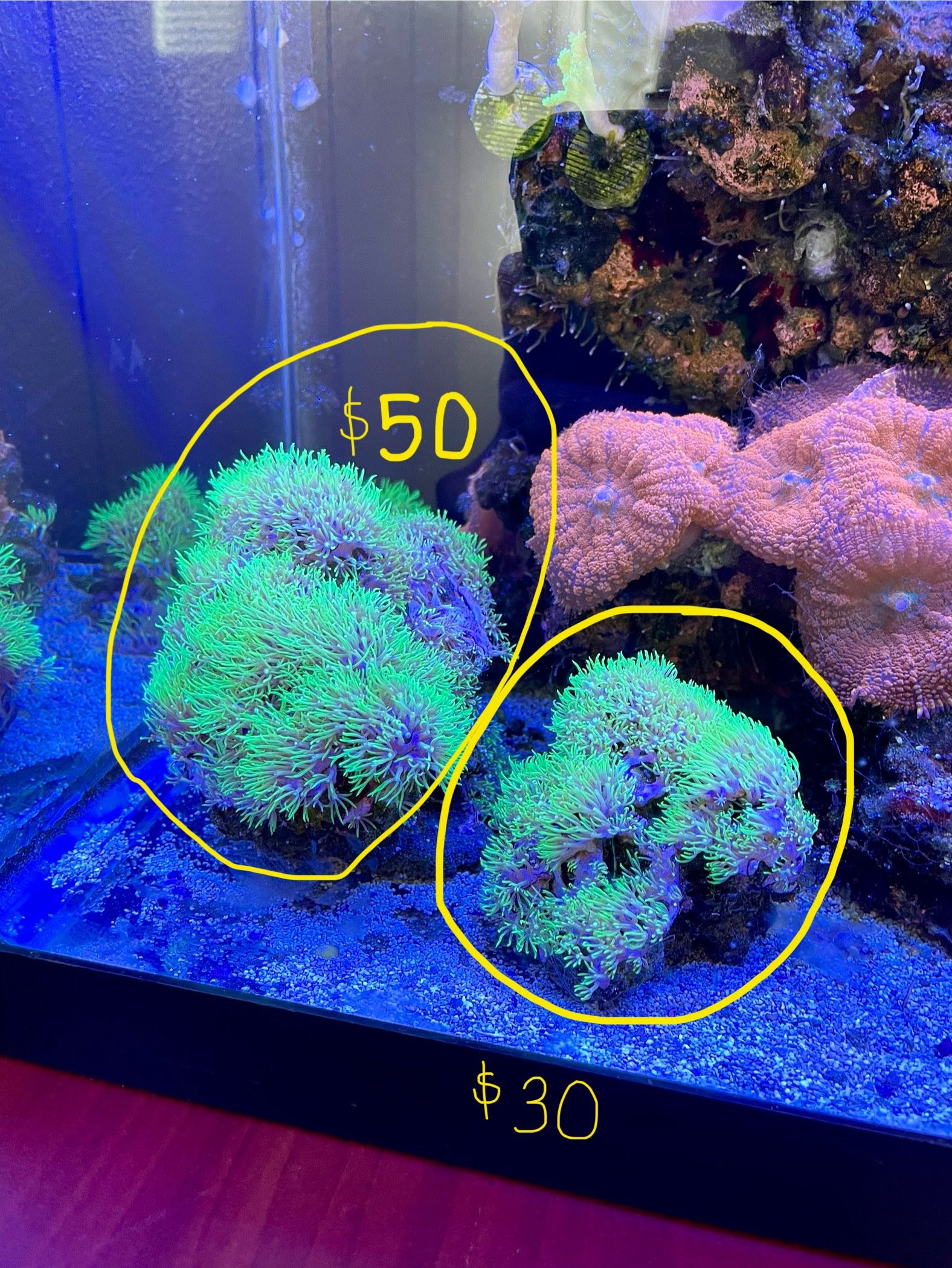 Salt Water Fish Tank Decorations